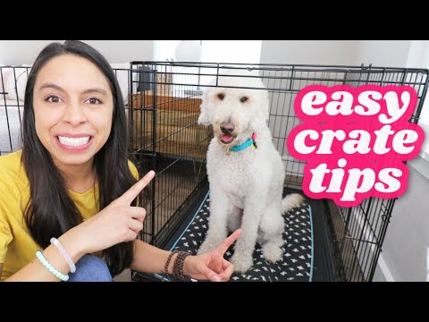 FIRST NIGHT: Crate Training 5 Easy Steps 🐶
