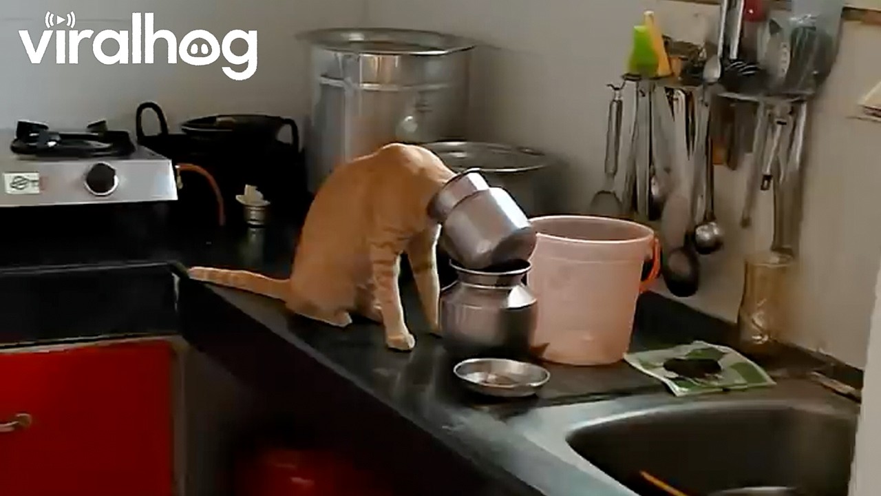 Orange Kitty Gets Caught Drinking From the Water Pitcher || ViralHog
