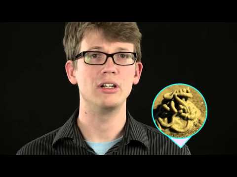 01   Crash Course Biology   23   Complex animals  Annelids & arthropods