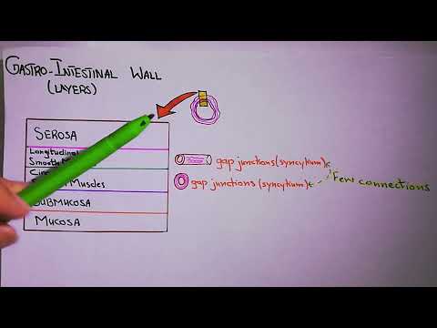 Physiological Anatomy of Gastrointestinal Wall. Chapter 63 (part 1). Guyton and Hall Physiology.