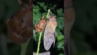 セミの羽化目撃、そして食べるとは？虫喰い