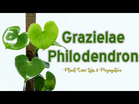 , title : 'Tentang Philodendron Grazielae || Plant Care, Tips, & Propagation'