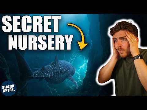 The Biggest Fish On Earth Has A Nursery No Predators Can Find