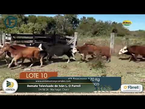 04-08-26 - Remate Televisado de Ivan L. O Farrell - Machagai, Chaco