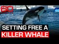 Releasing A Killer Whale Into The Wild 60 Minutes Australia