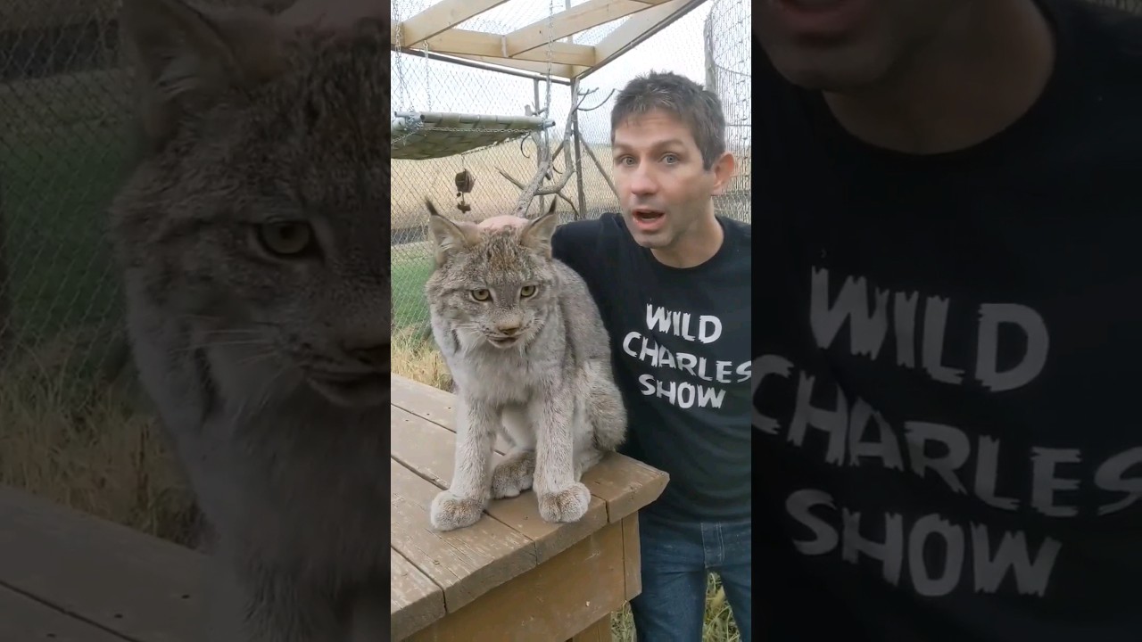 Lynx is so Friendly! #shorts #cats