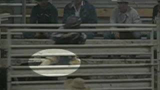 preview picture of video 'Inhumane Bull Shocking in Pennsylvania Rodeo'