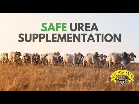 How to Optimise Dry Feed for Livestock