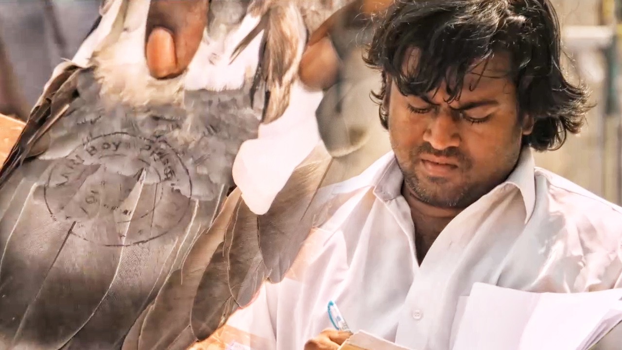 आखिर यह लोग कबूतर के पंख पर Stamp क्यों लगाते है ? - Rowdy Hero फिल?