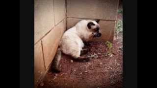 Nuvem- gata abandonada prenha!