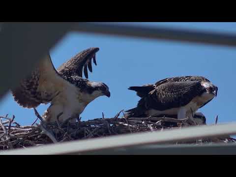 Osprey Fledgling Recorded Attempting to Fly