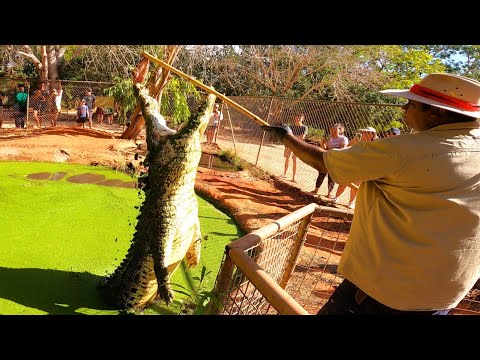 MABU BURU LIFESTYLE EPISODE 38 - ANOTHER GLIMPS AT OUR DAILY CROCODILE FEEDING TOUR