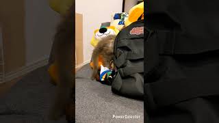 メインクーンのあかねちゃん（かくれんぼ）