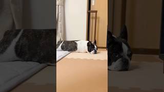 今度はママが心配なフレブル
