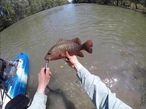 mangrove jack fishing the gold coast ep.13