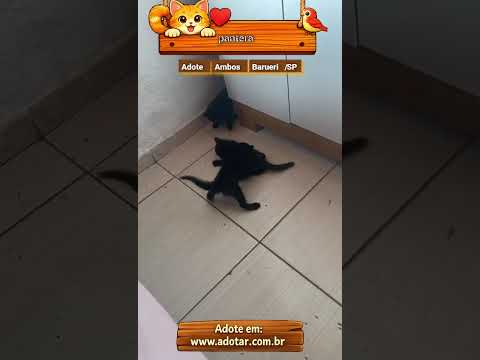 Vídeo de pantera