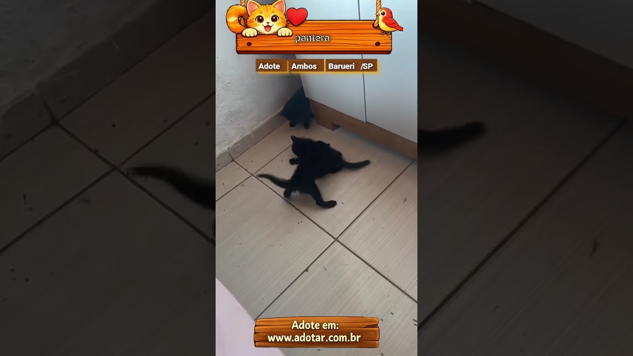 Gato raça SRD-ViraLata idade Abaixo de 2 meses nome pantera