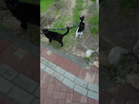 Милые Коты Бегут Кушать😻 Cute Cats Run Eat🐱 Lustige Katzen😹 Gatos Graciosos🐈 Kucing Lucu😺 面白い猫😸