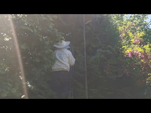 łapanie rójek - bunt pszczół - niecodzienne zjawisko