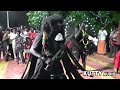 இரு கருங்காளி ஆடும் ஆக்ரோஷமான ஆட்டத்
