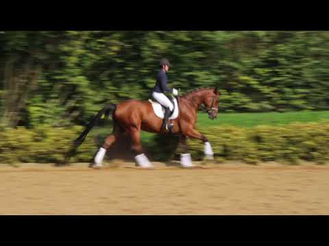 Da Capo - Wallach - 2013 geboren (Don Nobless x High Spirits)