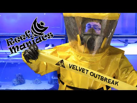 How to Disinfect a System Infected With Marine Velvet