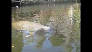preview picture of video 'Manatee in the Alafia River'