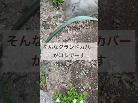 他の植物を守る、長く咲き続けるグランドカバーフラワー9種！  庭園