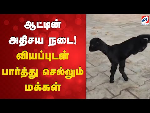 ஆட்டின் அதிசய நடை! - வியப்புடன் பார்த்து செல்லும் மக்கள் | Goat Walking | Tiruvannamalai |SATHIYAMTV