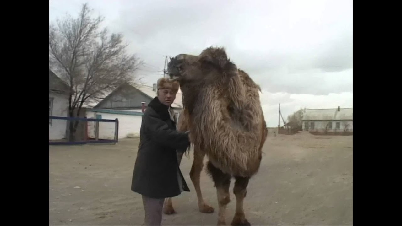 48b / Camels in Love