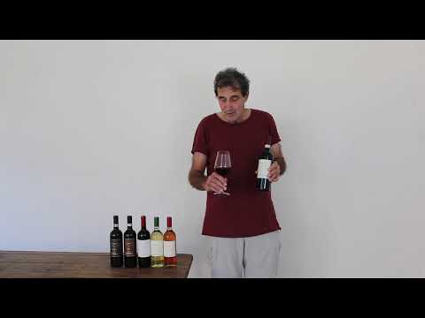 Tasting of our Carmignano DOCG Santa Cristina in Pilli 2017