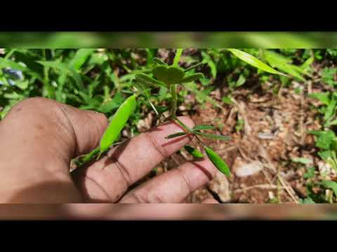 Cleome felina (Cleomaceae)