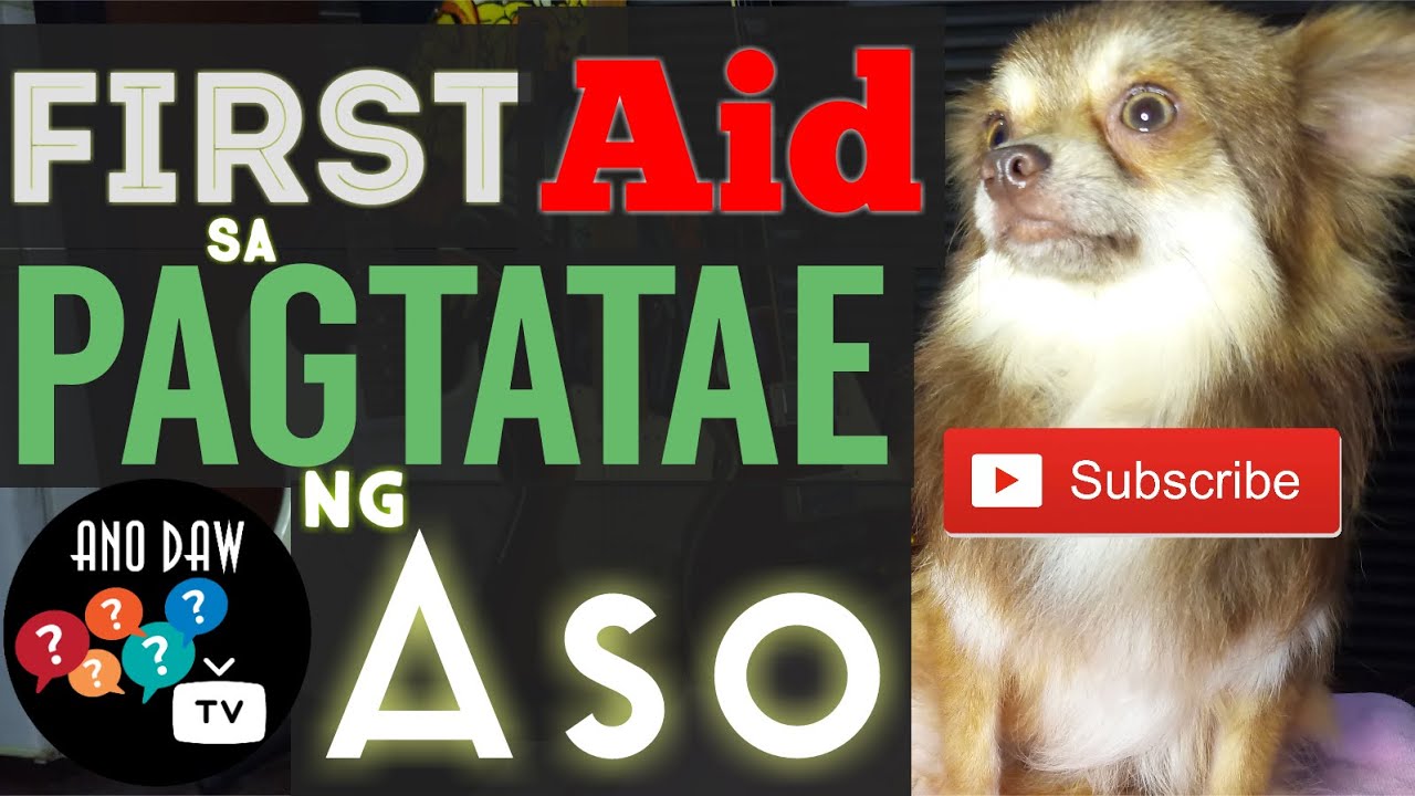 Putar video First Aid sa Pagtatae ng Aso sekarang First Aid sa Pagtatae ng Aso