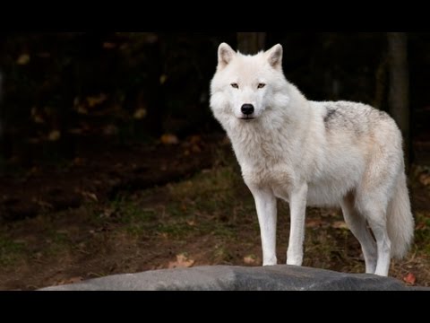 Wolf spirit animal meaning