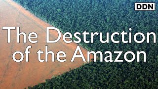 The Destruction of the Amazon Rainforest | George Monbiot