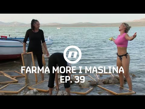 Dora ogovara Maju - Epizoda 39 | Farma More i Maslina