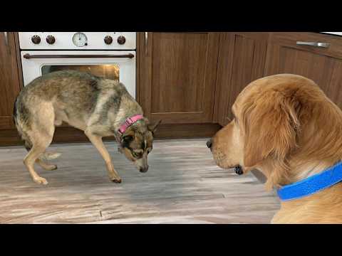 Terrified Rescue had her First Breakthrough… Then Everything Changed