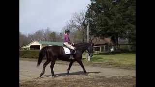 preview picture of video 'Half halts and Steps to Connection.  Walk trots. After 6 weeks off.  S4   horse training'