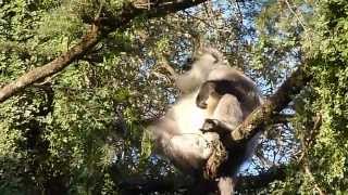 preview picture of video 'Inde 2010 : Dharamsala - Singe (Langur)'