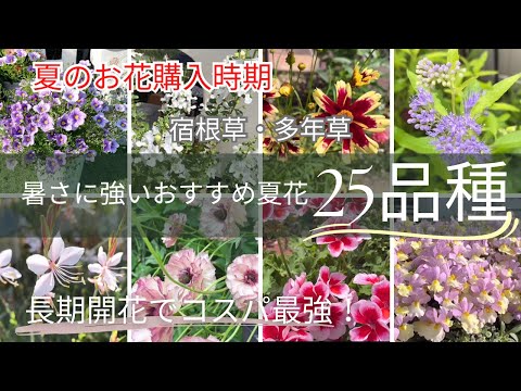 繊細な桔梗 春のポット プランター ロック ガーデンに植える多年草の花 