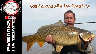Рыбалка на сазан в саратовском водохранилище