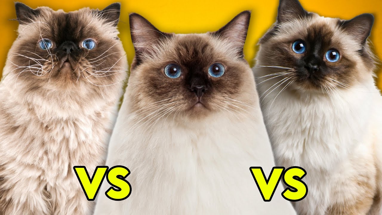 Ragdoll Cat Vs Birman Cat Vs Himalayan Cat- Ultimate Guide To Identify Them
