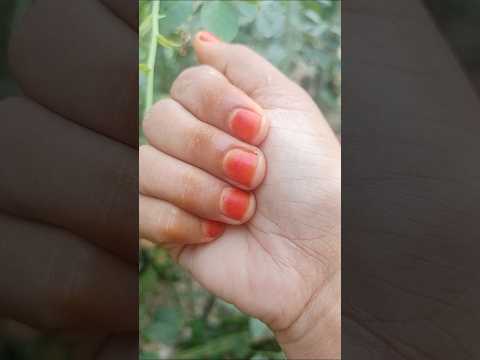 White Rose | A Burst of Floral Beauty #trending #shorts  #viralvideo