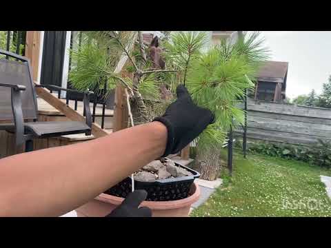Technique for pines ( Australian, White and Mugo pines)