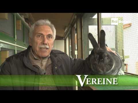 , title : 'die Kaninchenzüchter in Südtirol  auf Rai Südtirol'