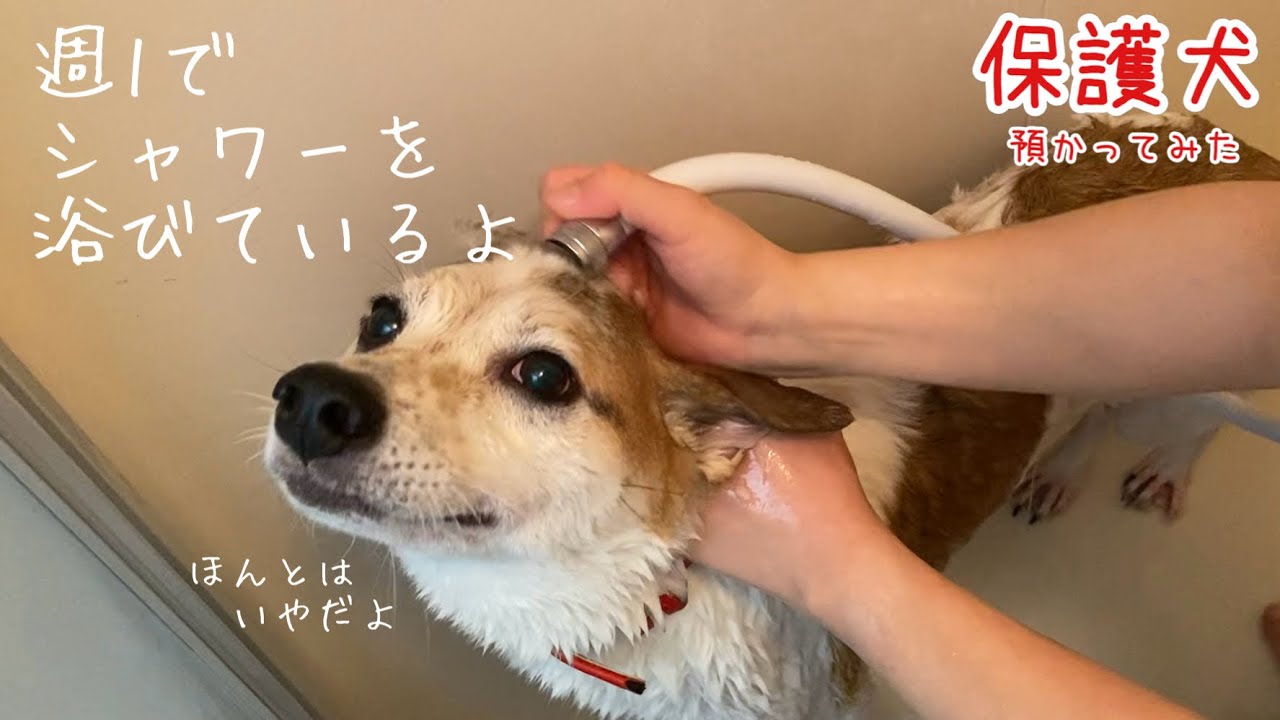 熱中症やら皮膚病やらてんやわんやわんわんなめはまど家です