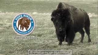 VOTE BISON: Elect Our National Mammal