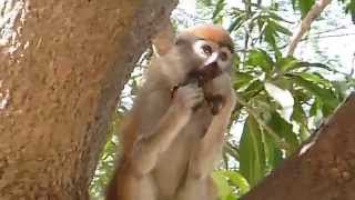 preview picture of video 'Patas Monkey eats a banana'