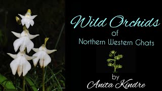 Wild Orchids of Northern Western Ghats - Part 1