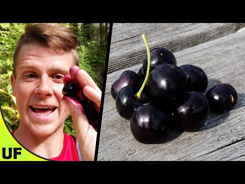 The BEST Cherry?? Black Cherry Taste Test | Unusual Foods